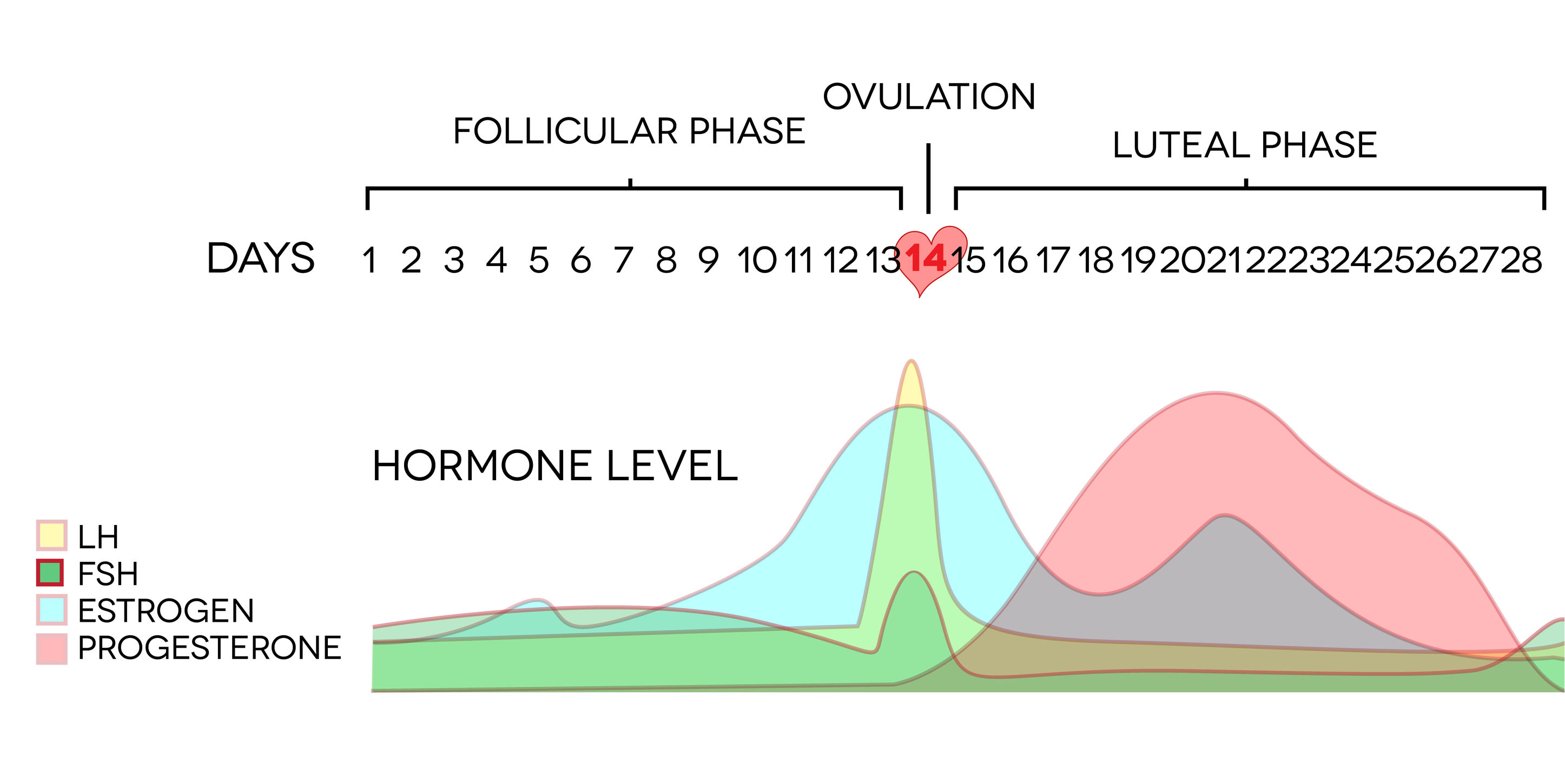 Как меняется фаза. Фазы менструационного цикла фолликулярная лютеиновая. Фазы менструационного цикла по дням и гормоны прогестерон. Фазы цикла фолликулярная овуляторная. Фазы цикла у женщин по дням и гормоны.